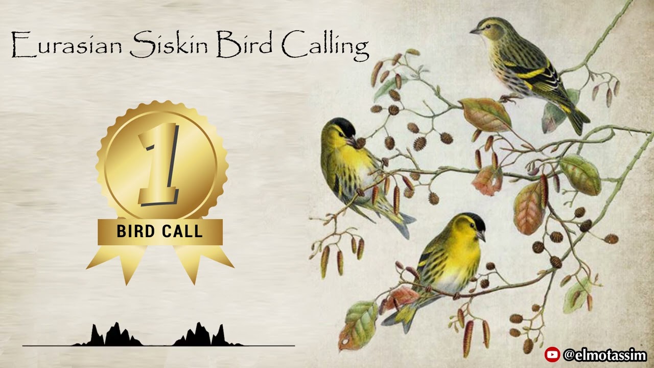 أفضل بتبتة لتحفيز الحسون الشوكي النعار او الطرنجان او الليكرا Eurasian siskin Λούγαρο