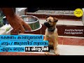 Dog food aggression food excitement problems solved in 10 minutes | Dog Training