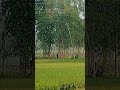 ওখানে কি