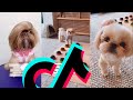 The Cutest Shih Tzu TikTok Compilation | Dogs Of TikTok