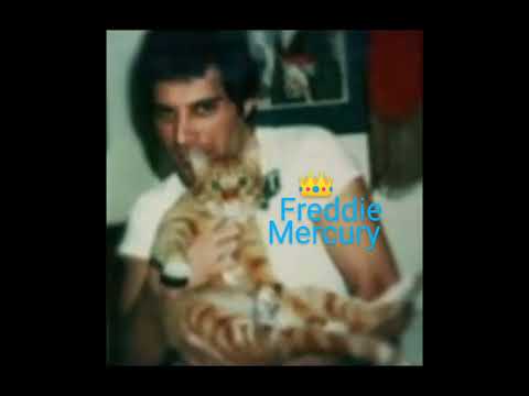 Freddie Mercury With One Of His Beloved Cats!