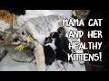 Mama cat and her newborn kittens