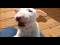 Bull terrier puppy goes crazy!!``