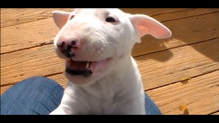 Bull terrier puppy goes crazy!!``