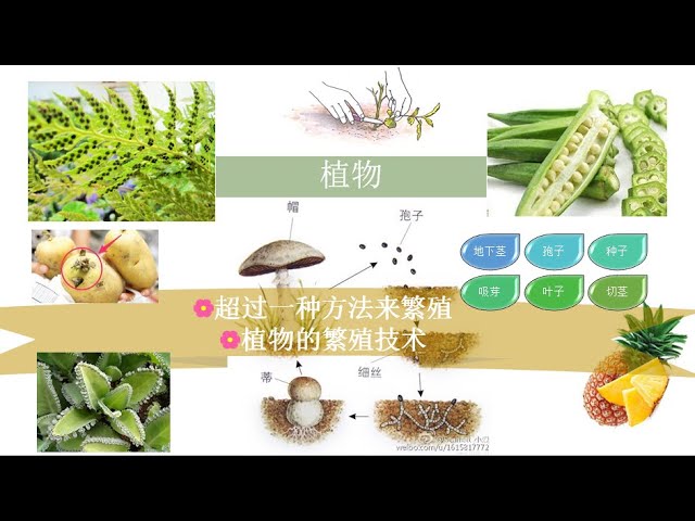 三年级科学多种种植法植物的繁殖技术 Youtube