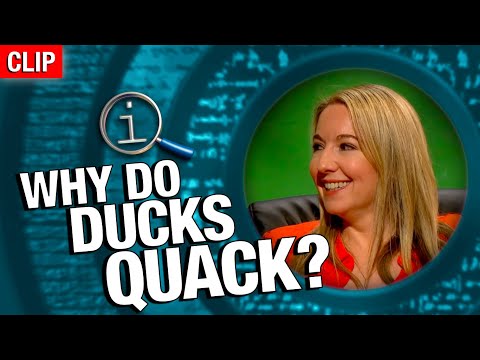QI | Why Do Ducks Quack?
