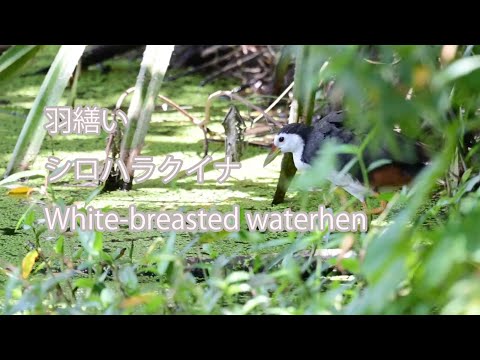 【羽繕い】シロハラクイナ White-breasted waterhen