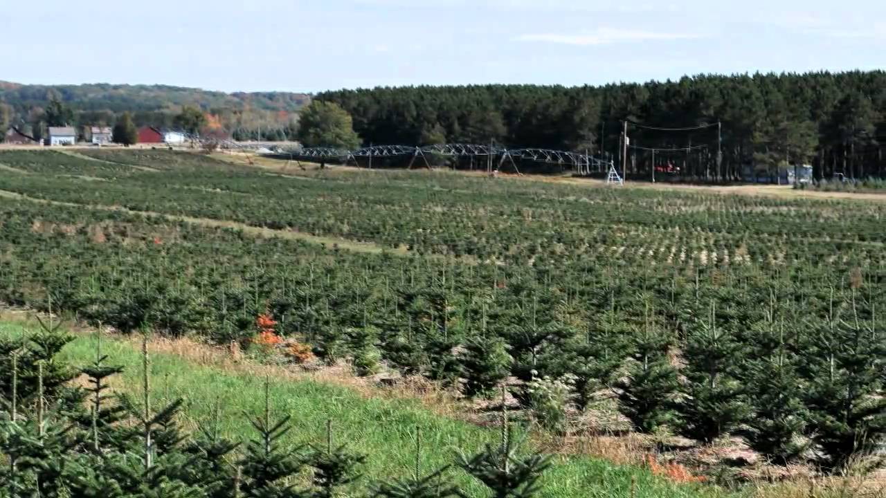 Soil Texture and Michigan Christmas Trees YouTube