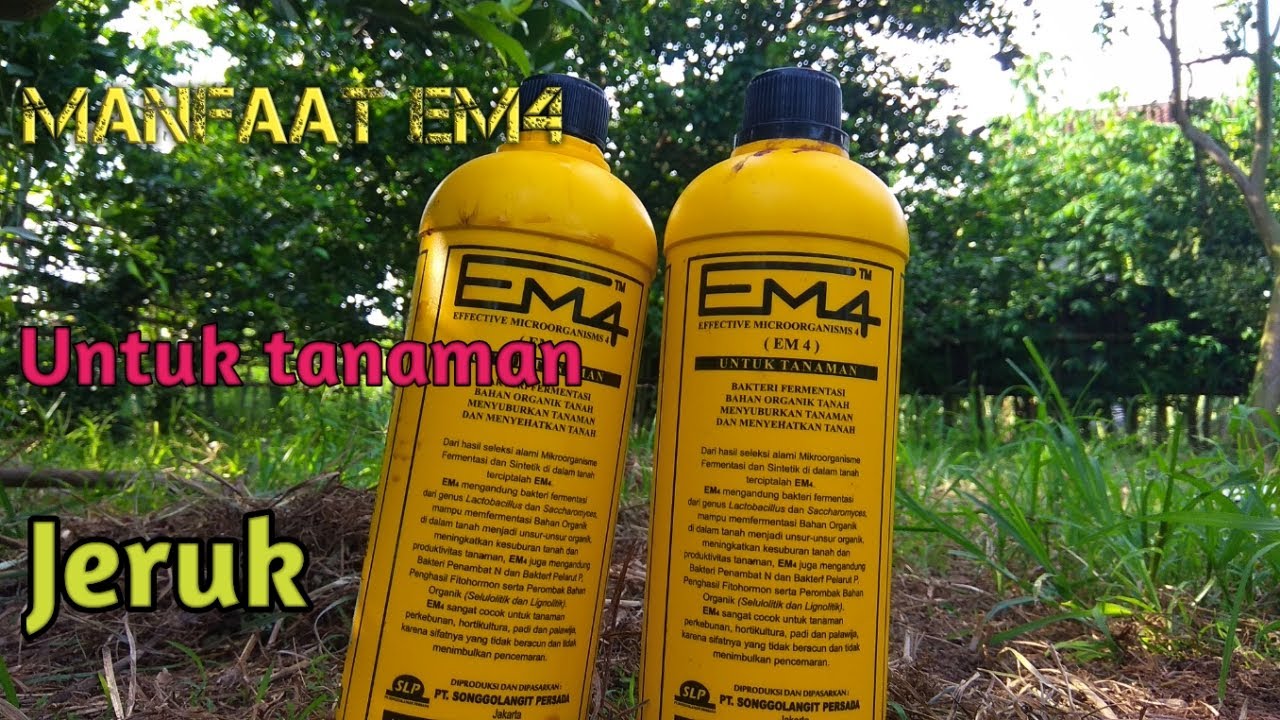 Cara aplikasi EM4 pada tanaman 