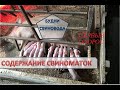 Первый опорос. Что делать?