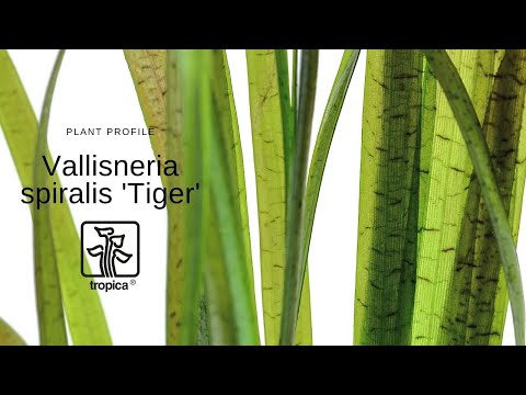 Video: Vallisneria Dvärg