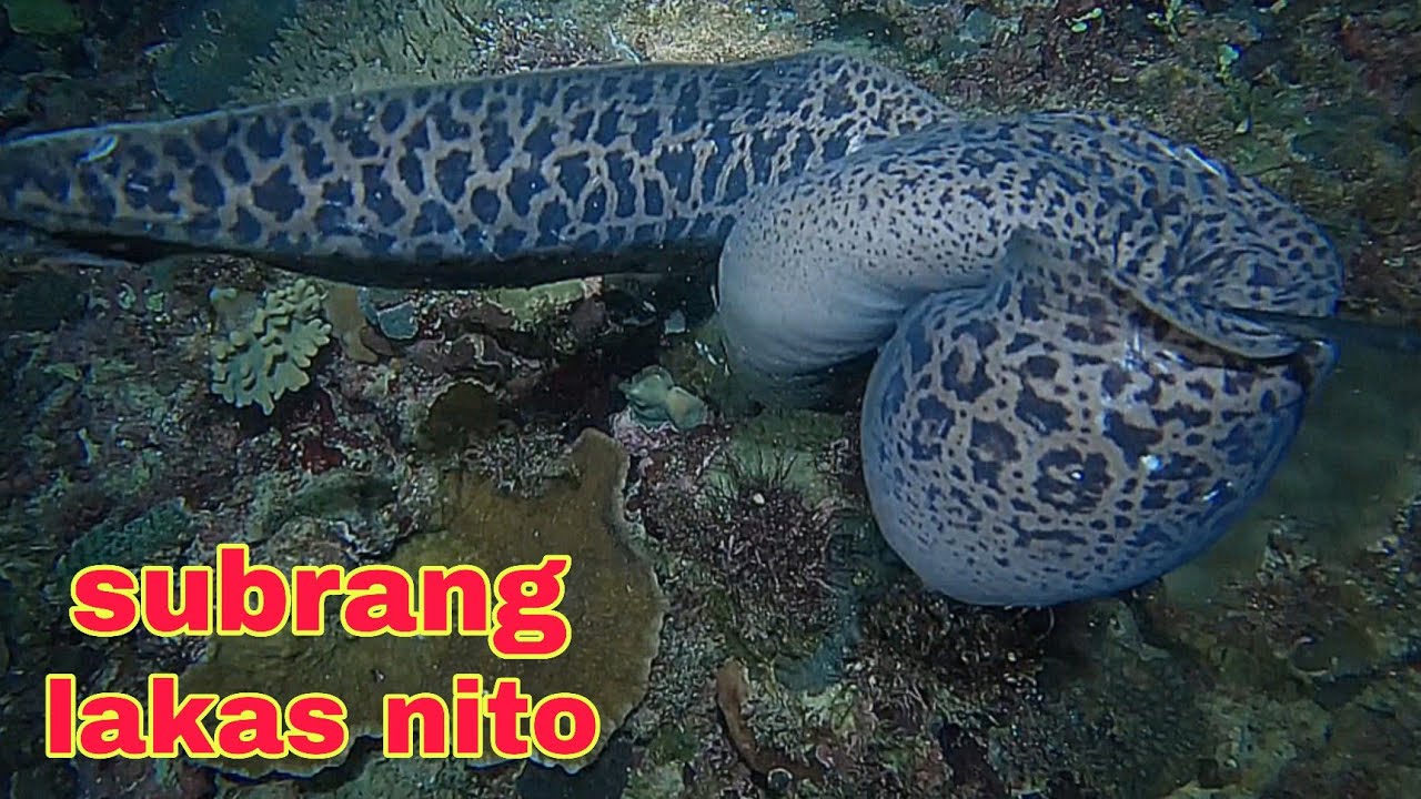 ep615 dive1 ahas dagat sa subrang lakas na bungkal ang bato