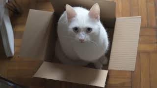 Cat in a box vol. Axel | Catville upon Purr | Stray cats family of Four #straycats​​ #rescue​​ #cats by Catville upon Purr 66 views 3 years ago 1 minute, 2 seconds