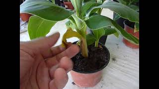 Как и зачем удалять сухие листья с бананов, и капли на листьях банана что делать?