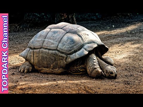 Video: 7 animales con vidas increíblemente largas