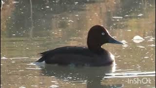 Patka njorka - Ferruginous duck - Aythya nyroca