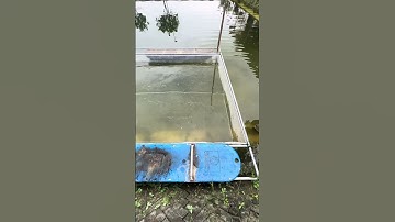 Ưu và Nhược điểm khi Nuôi Ốc Bằng Tráng Lưới  #hieuthuysan #ocbuouden #ocnhoi