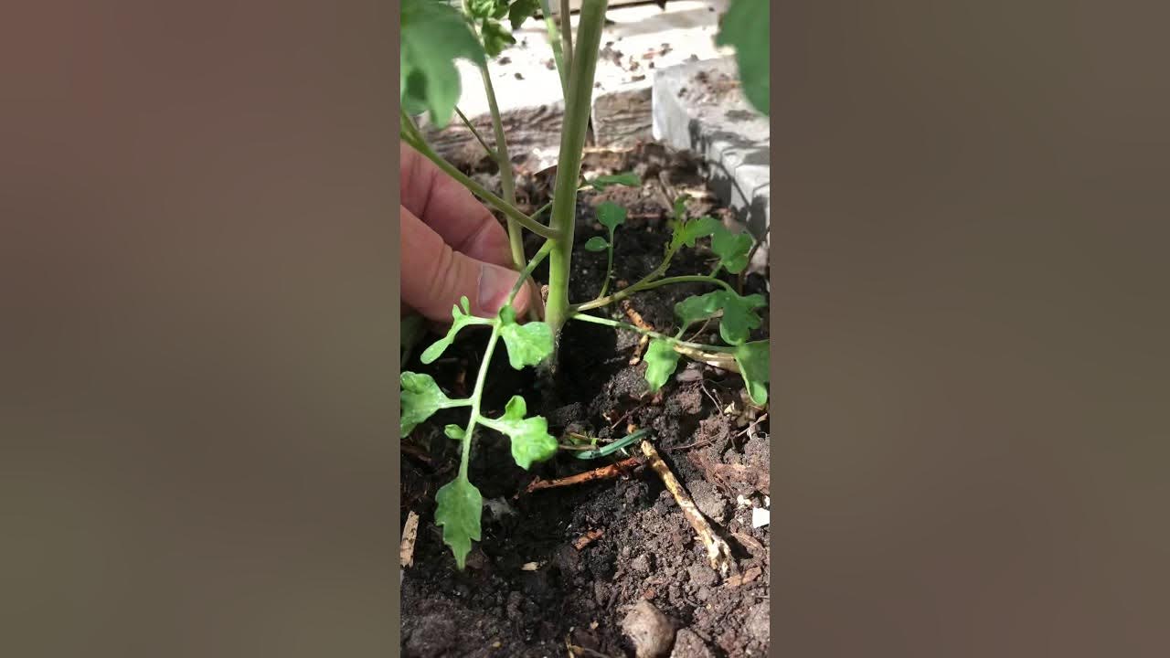 Looking after tomato plants YouTube