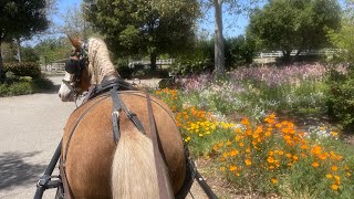 @patricialarsen Santa Cruz Island Driving Horse