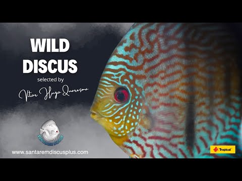 Wild Discus selected by Vitor Hugo Quaresma