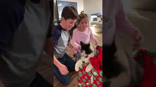 Kids get a puppy for Christmas and cry!