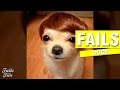 INTENTA NO REÍRTE CON ESTE VIDEO | Dog Fails Compilation | try not to laugh challenge