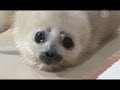Маленький тюлень радует жителей Токио (новости)