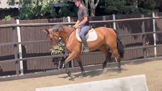 Flatwork/Jump