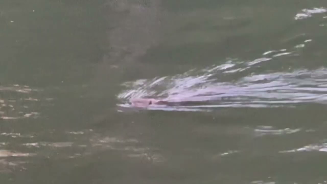 Alligator sighting at Lake Sinclair Georgia