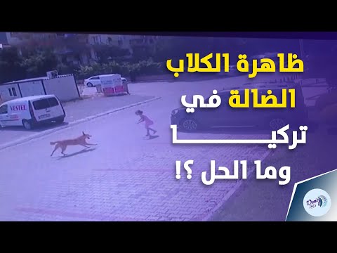 كيف تحل مشكلة الكلاب الضالة في تركيا