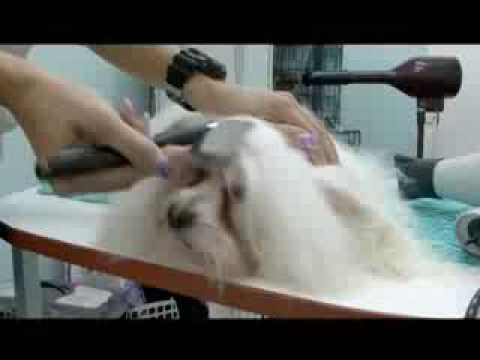 Video: Koliko Estrus Traje Za Pse I Mačke?
