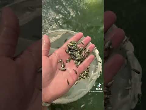 زريعه بلطي نيلي بيور انتاج 2023 للتواصل واتس 0565658856