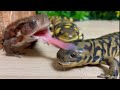 Toad  salamander  salamander japanese  toad tiger salamander