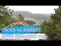 ОХОТА на МЫШАТ/Грибы Крыма/2020 год