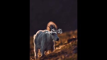 سورة الانبياء  اية ( 78)