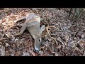 Muzzle Loader hunt Buck down