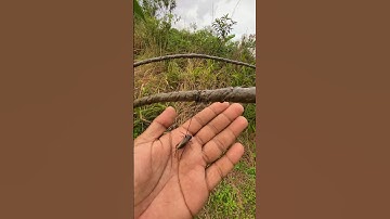 KELUARLAH PARA SUHU, MENGAPA MIKAT CENDET AKU SEPERTI INI , SUDAH PAKAI PULUT DAN DI TAMBAH JANGKRIK