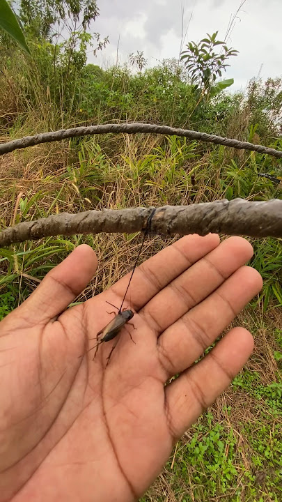 KELUARLAH PARA SUHU, MENGAPA MIKAT CENDET AKU SEPERTI INI , SUDAH PAKAI PULUT DAN DI TAMBAH JANGKRIK