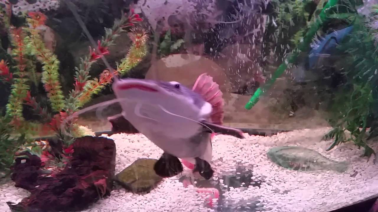 Red tail catfish feeding time YouTube