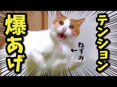 体調不良気味だった先住猫が元気いっぱいになりました【関西弁でしゃべる猫】