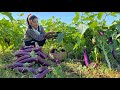 Big eggplant farm in my village / How to make vegetable dipping sauce / Cooking with Sreypov