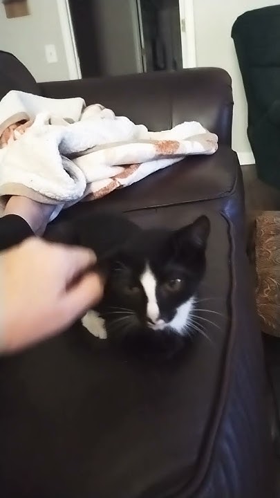 buster-brown-is-my-rescue-kitty-he-had-a-sprained-paw-and-broken