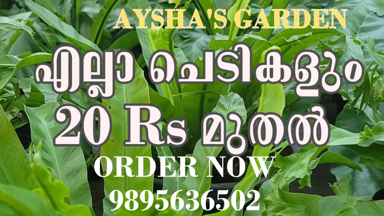 വെറൈറ്റി ചെടികൾ 20 Rs മുതൽ |ALL PLANTS FROM 20 Rs|AYSHAS GARDEN|order @9895636502