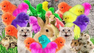 Catch Cute Chickens, Colorful Chickens, Rainbow Chicken, Rabbits, Cute Cats, Ducks, Animals Cute,Eel