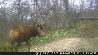 Un joli cerf nous présente sa ramure en gros plan dans un décor de jonquilles. Piège photo