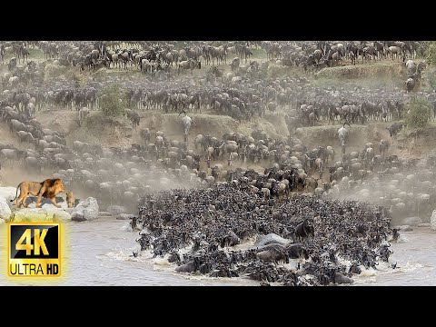 4K African Animals:The World's Greatest Migration from Tanzania to Kenya With Real Sounds in African