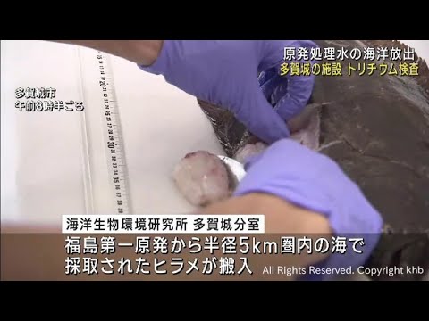 魚に含まれるトリチウム濃度を検査 処理水の海洋放出開始受け 宮城・多賀城市の施設