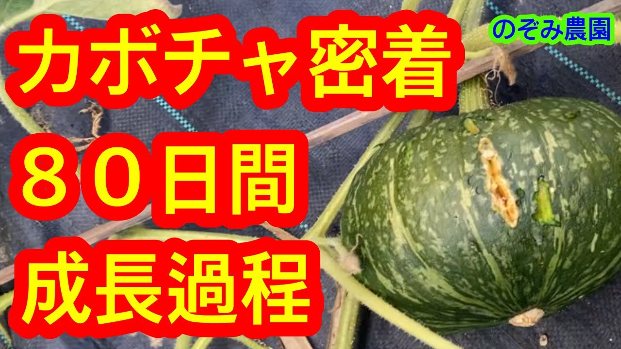 Pumpkin🎃] I made a video recording the growth of the pumpkin I