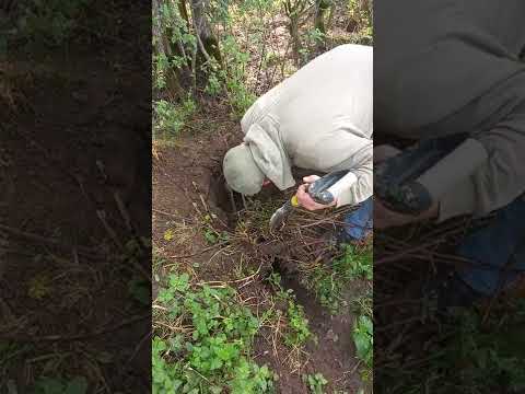 ferrets kill rabbit....dig