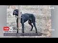 Посеред лісу в Черкаській області мешканці знайшли закатованого мертвого собаку | ТСН 19:30
